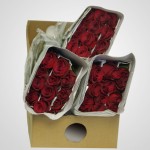 BRRed - Wholesale Red Rpses _DSC1972