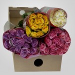 BRMulti - Wholesale Multicolor Roses _DSC1973