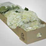 BHWhite - Wholesale White Hydrangea _DSC1975