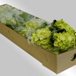 BHGreen - Wholesale Green Hydrangea _DSC1977