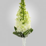 FreshCollection_3