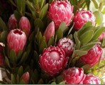 BPPink – Wholesale Pink Protea