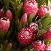 BPPink – Wholesale Pink Protea