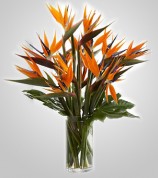 EDH700 – Birds of Paradise in Vase