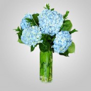 EDH710 – Blue Hydrangeas in Vase
