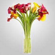 EDH720 – Assorted Calla Lilies in Vase