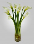 WD810 – 15 White Calla Lillies in Vase