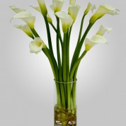 WD810 – 15 White Calla Lillies in Vase