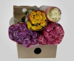 BRMulti – Wholesale Multicolor Roses