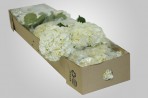 BHWhite – Wholesale White Hydrangea