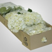 BHWhite – Wholesale White Hydrangea
