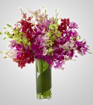 EDH730- Assorted Orchids in Vase