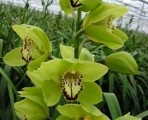 BCGreen – Wholesale Green Cymbidium