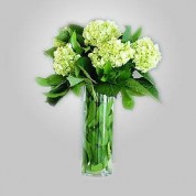 EDH740 Green Hydrangeas in Vase