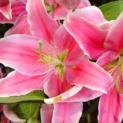 BLPink – Wholesale Pink Lily