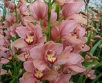 BCPink(2) – Wholesale Pink Cymbidium