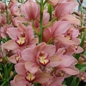BCPink(2) – Wholesale Pink Cymbidium