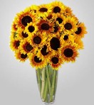 EDH780 – 24 Sun Flowers in Vase