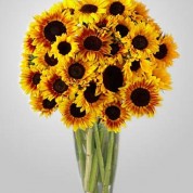 EDH780 – 24 Sun Flowers in Vase