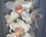 BCWhite(2) – Wholesale White Cymbidium