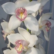 BCWhite(2) – Wholesale White Cymbidium