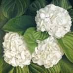 BHWhite – Wholesale White Hydrangeas