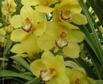 BCYellow – Wholesale Yellow Cymbidium