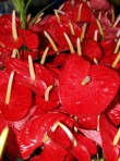 BARed – Wholesale Red Anthurium