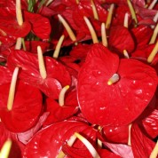 BARed – Wholesale Red Anthurium