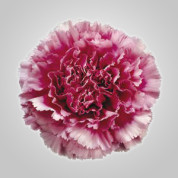 BCBicolor – Wholesale Bicolor Carnation