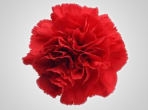 BCRed – Wholesale Red Carnation