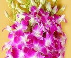 BDLavander – Wholesale Lavender Dendrobium