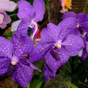 BVLavander – Wholesale Lavander Vanda Orchid