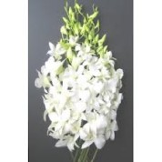 BDWhite – Wholesale White Dendrobium